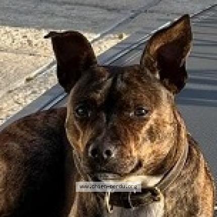 Photo 2/2 Chien retrouvé Perdu à Ribecourt Dreslincourt