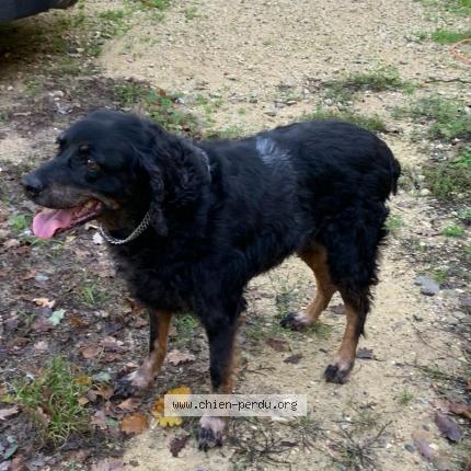 Photo de chien trouvé à Valaurie