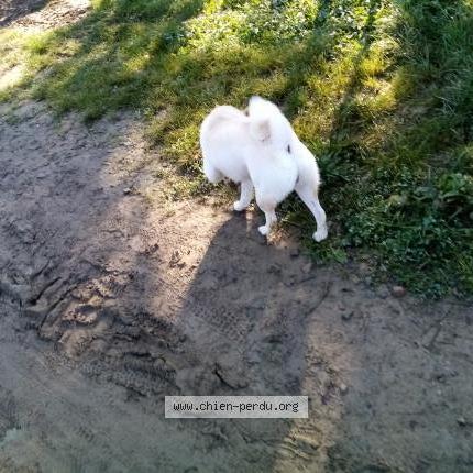 Photo de chien trouvé à Orvault