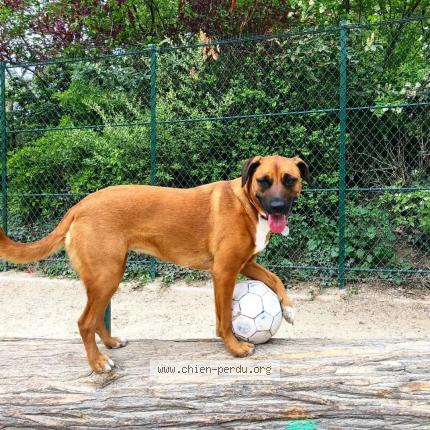 Photo 1/1 Chien retrouvé Perdu à Marolles sur seine