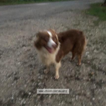 Photo de chien trouvé à Masclat