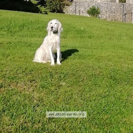 Photo de chien perdu à Berson