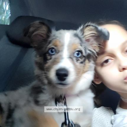 Photo de chien perdu à Herblay