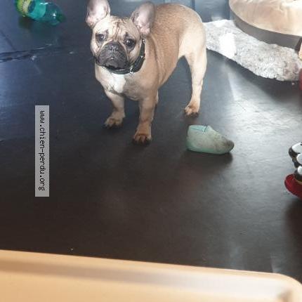 Photo de chien perdu à Avignon