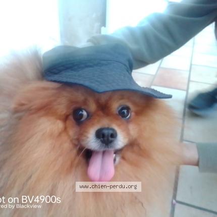 Photo de chien perdu à Mericourt