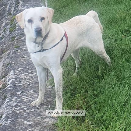 Photo de chien perdu à Versailles