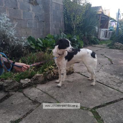 Photo de chien perdu à Nevers