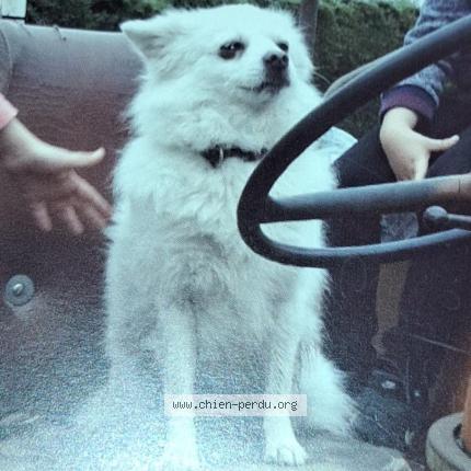 Photo de chien perdu à La Grigonnais
