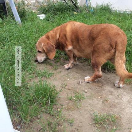 Photo de chien trouvé à Aramon
