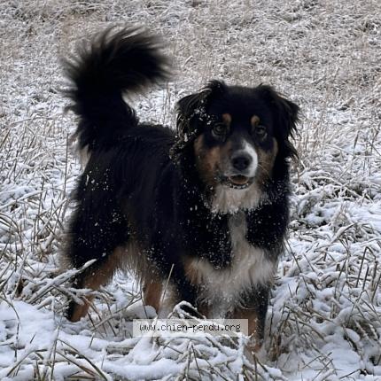 Photo de chien perdu à Marnes La Coquette