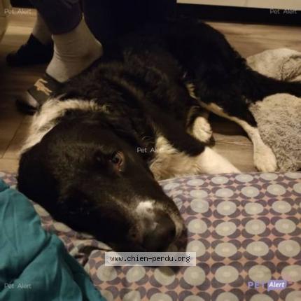 Photo de chien trouvé à Agen