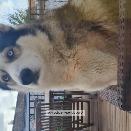 Photo de chien perdu à Salles De Belves