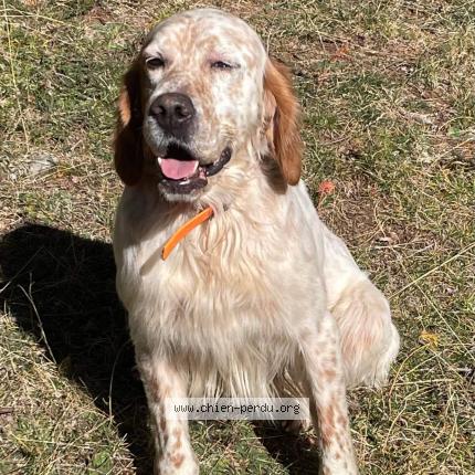 Photo de chien perdu à La Mole