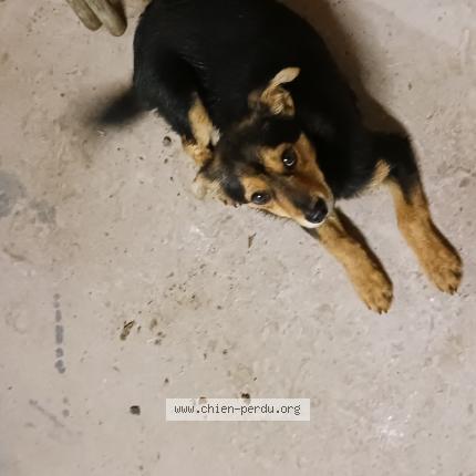 Photo 2/2 Chien retrouvé Trouvé à Faye L Abbesse
