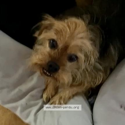 Photo de chien perdu à Sartene