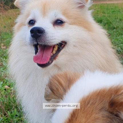 Photo de chien perdu à Biot