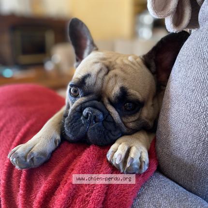 Photo 1/1 Chien retrouvé Perdu à Le val