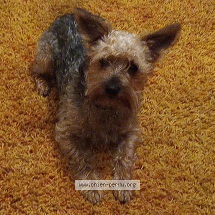 Photo de chien perdu à Graveron Semerville