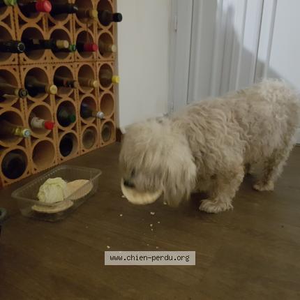 Photo de chien trouvé à Salindres