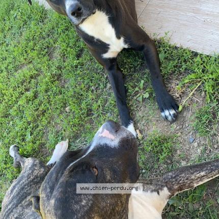 Photo 1/1 Chien retrouvé Perdu à Venissieux