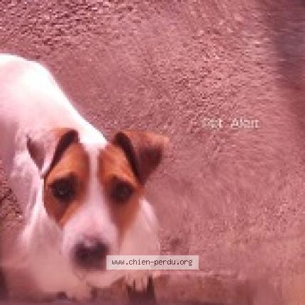 Photo de chien trouvé à Roaillan