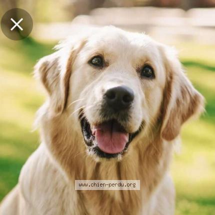 Photo de chien perdu à Dunes