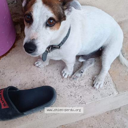 Photo de chien perdu à Cavaillon