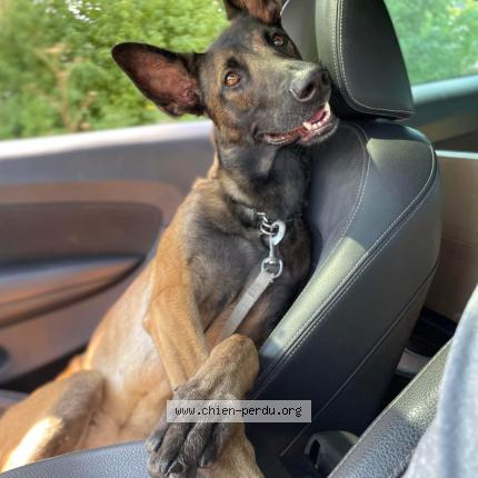 Photo de chien perdu à Ballancourt Sur Essonne