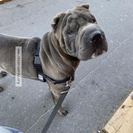 Photo 1/1 Chien retrouvé Perdu à Saulx Les Chartreux