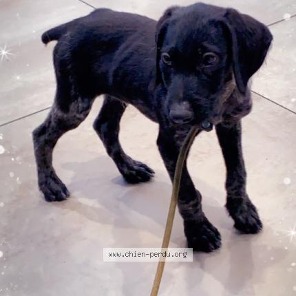 Photo de chien perdu à Colomiers