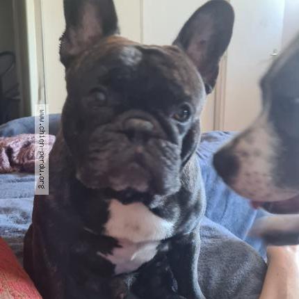 Photo de chien perdu à Auterive