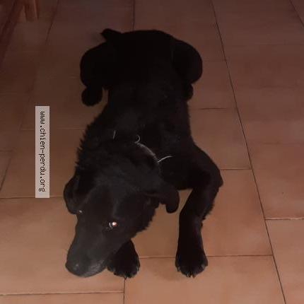 Photo de chien perdu à Lunel