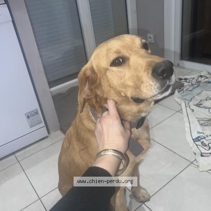 Photo 1/1 Chien retrouvé Trouvé à Nimes