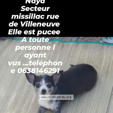 Photo de chien perdu à Missillac