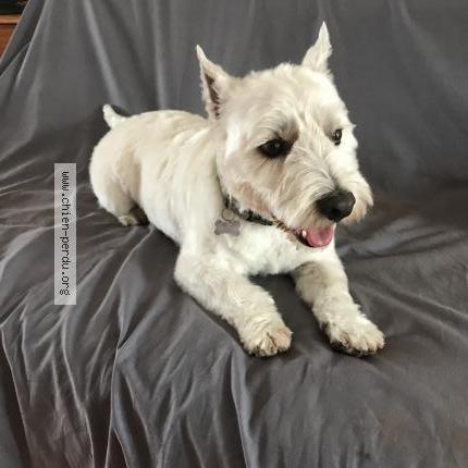 Photo de chien perdu à Tours