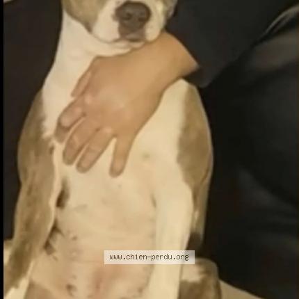 Photo de chien perdu à Beauvais