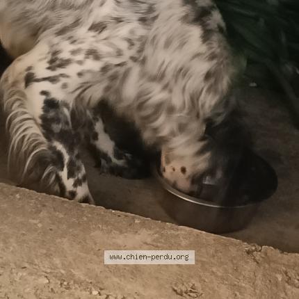 Photo de chien trouvé à Donzac Puycornet