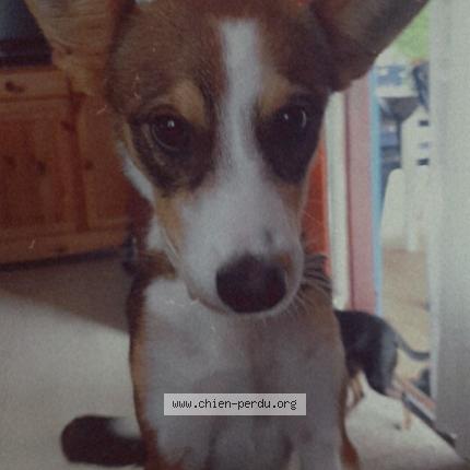 Photo de chien perdu à Draveil