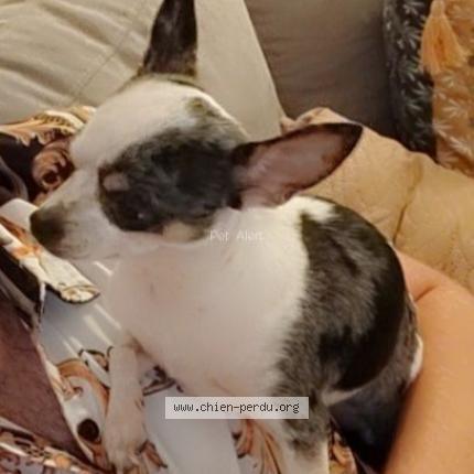 Photo 1/1 Chien retrouvé Perdu à Bollene