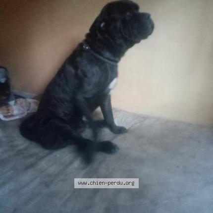 Photo de chien perdu à Cozes