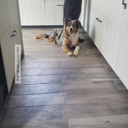 Photo de chien trouvé à Nay