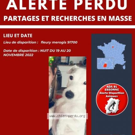 Photo 1/1 Chien retrouvé Perdu à Fleury Merogis