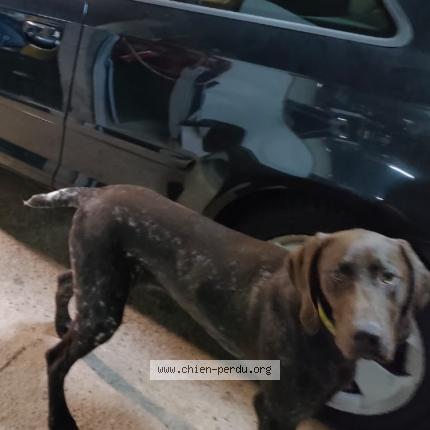 Photo 1/1 Chien retrouvé Perdu à Givors