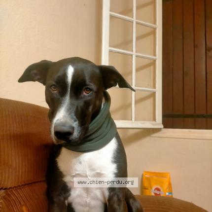 Photo de chien perdu à Saint Seurin De Prats