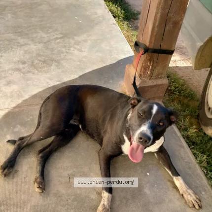 Photo 2/2 Chien retrouvé Perdu à Saint seurin de prats