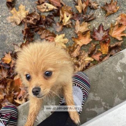 Photo de chien perdu à Saint Jean De La Ruelle