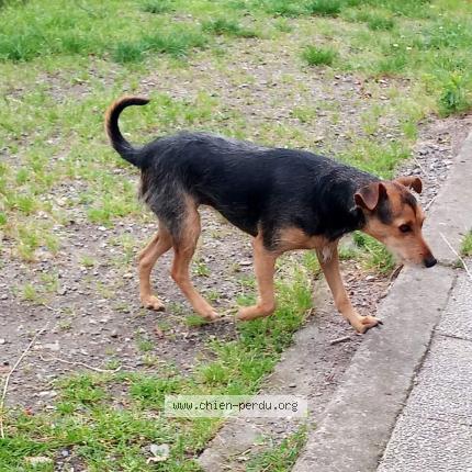 Photo de chien perdu à Plaisance Du Touch