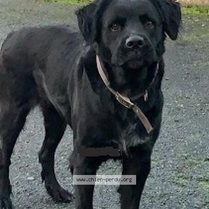 Photo de chien trouvé à Niort