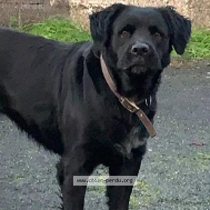 Photo 2/2 Chien retrouvé Trouvé à Niort