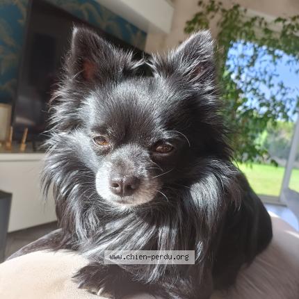 Photo 1/1 Chien retrouvé Perdu à Montrond Les Bains